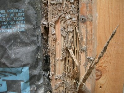 termite-damage-2.jpeg